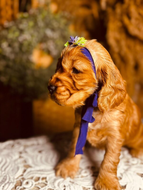 Bloody Mary English Cocker Spaniel Bloody Mary English Cocker Spaniel