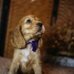 Bloody-mary-female-english-cocker-spaniel-puppy-for-sale- (5)