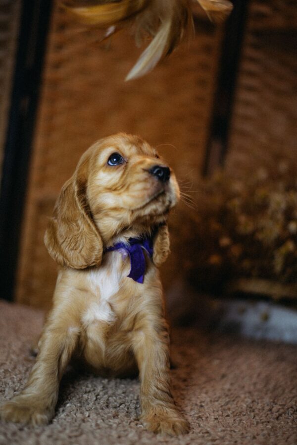 Bloody Mary English Cocker Spaniel Bloody Mary English Cocker Spaniel