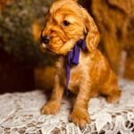Bloody-mary-female-english-cocker-spaniel-puppy-for-sale- (5)