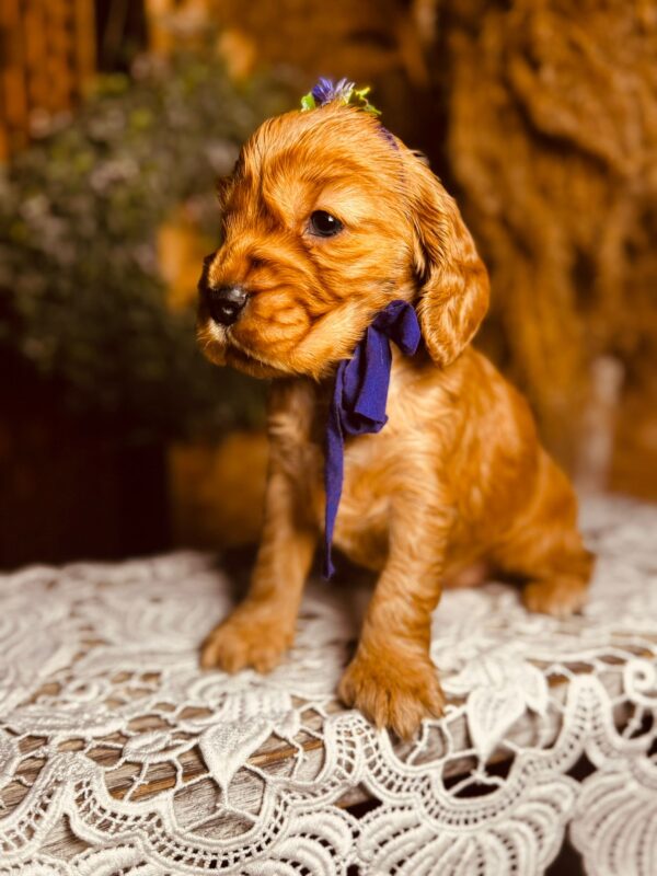 Bloody Mary English Cocker Spaniel Bloody Mary English Cocker Spaniel