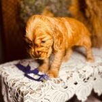 Bloody-mary-female-english-cocker-spaniel-puppy-for-sale- (6)