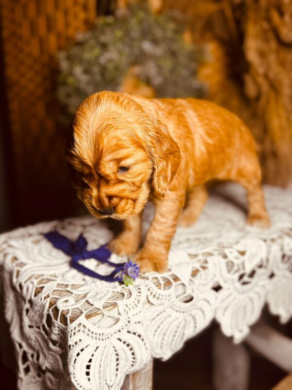 Bloody Mary English Cocker Spaniel Bloody Mary English Cocker Spaniel