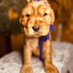 Bloody-mary-female-english-cocker-spaniel-puppy-for-sale- (7)