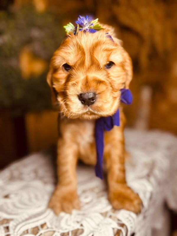 Bloody Mary English Cocker Spaniel Bloody Mary English Cocker Spaniel