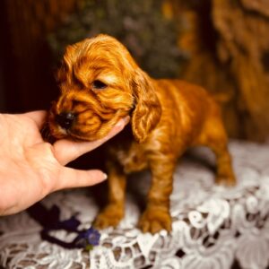 Bloody Mary English Cocker Spaniel Bloody Mary English Cocker Spaniel