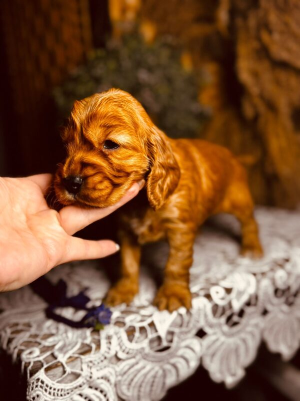 Bloody Mary English Cocker Spaniel Bloody Mary English Cocker Spaniel