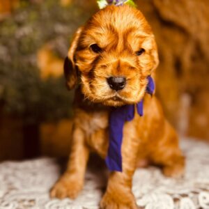 Bloody Mary English Cocker Spaniel Bloody Mary English Cocker Spaniel