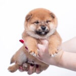 Bloom-male-shiba-inu-puppy-for-sale-1 (1)
