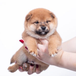 Bloom Shiba Inu Bloom Shiba Inu