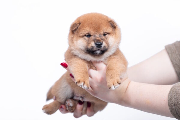 Bloom Shiba Inu Bloom Shiba Inu