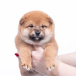 Bloom-male-shiba-inu-puppy-for-sale-1 (2)