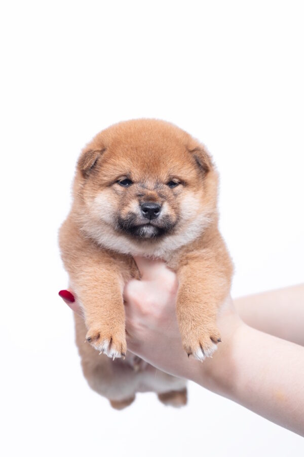 Bloom Shiba Inu Bloom Shiba Inu