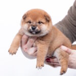 Bloom-male-shiba-inu-puppy-for-sale-1 (3)