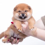 Bloom-male-shiba-inu-puppy-for-sale-1 (4)