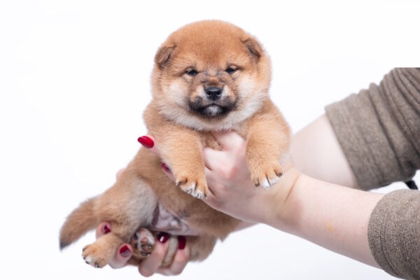 Bloom Shiba Inu Bloom Shiba Inu