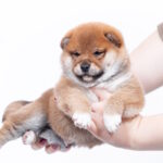 Bobo-male-shiba-inu-puppy-for-sale-1 (2)