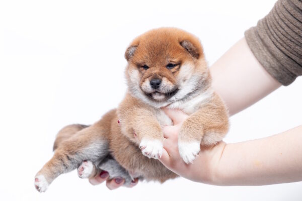 Bobo Shiba Inu Bobo Shiba Inu