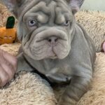 Bohemia-female-french-bulldog-puppy-for-sale-1 (2)