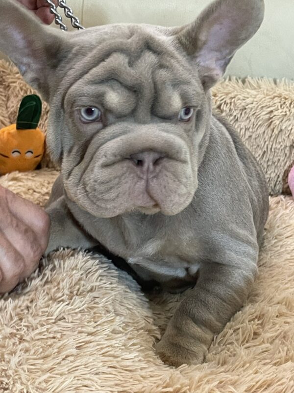 Bohemia Big Rope French Bulldog Bohemia Big Rope French Bulldog