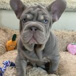 Bohemia-female-french-bulldog-puppy-for-sale-1 (3)