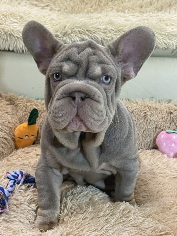 Bohemia Big Rope French Bulldog Bohemia Big Rope French Bulldog