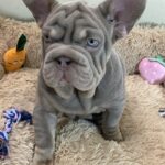 Bohemia-female-french-bulldog-puppy-for-sale-1 (4)