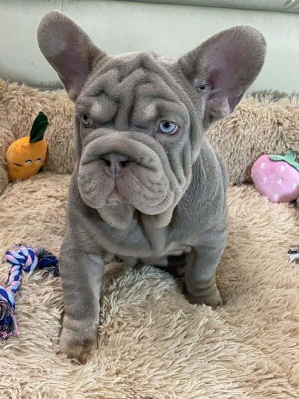 Bohemia Big Rope French Bulldog Bohemia Big Rope French Bulldog