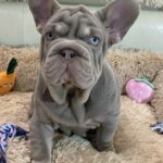 Bohemia-female-french-bulldog-puppy-for-sale-1 (5)