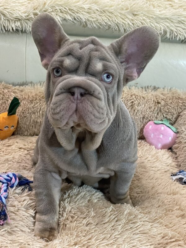 Bohemia Big Rope French Bulldog Bohemia Big Rope French Bulldog