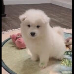 Bombay-male-samoyed-puppy-for-sale-1
