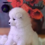 Bombay-male-samoyed-puppy-for-sale-1 (4)