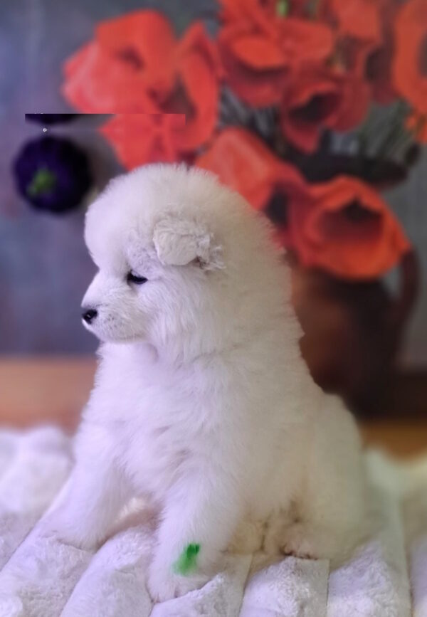 Bombay Samoyed Bombay Samoyed