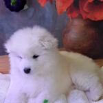 Bombay-male-samoyed-puppy-for-sale-1 (5)