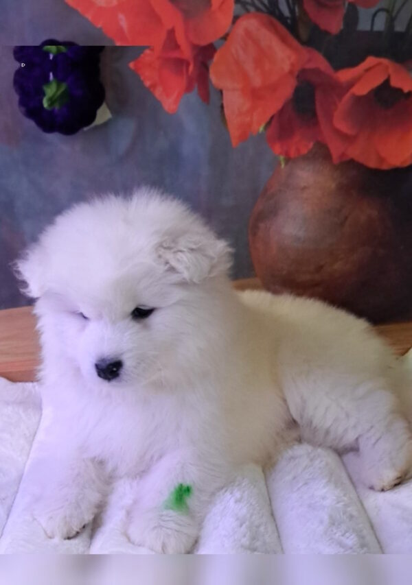 Bombay Samoyed Bombay Samoyed