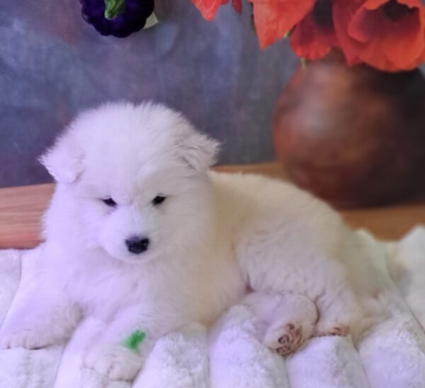 Bombay Samoyed Bombay Samoyed