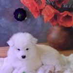 Bombay-male-samoyed-puppy-for-sale-1 (6)