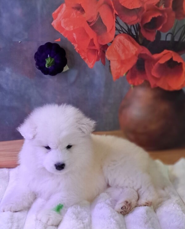 Bombay Samoyed Bombay Samoyed