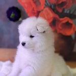 Bombay-male-samoyed-puppy-for-sale-1 (7)