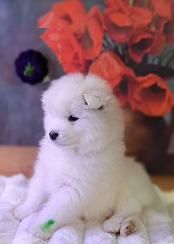 Bombay Samoyed Bombay Samoyed