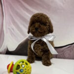 Boniface-male-toy-poodle-puppy-for-sale-1 (1)