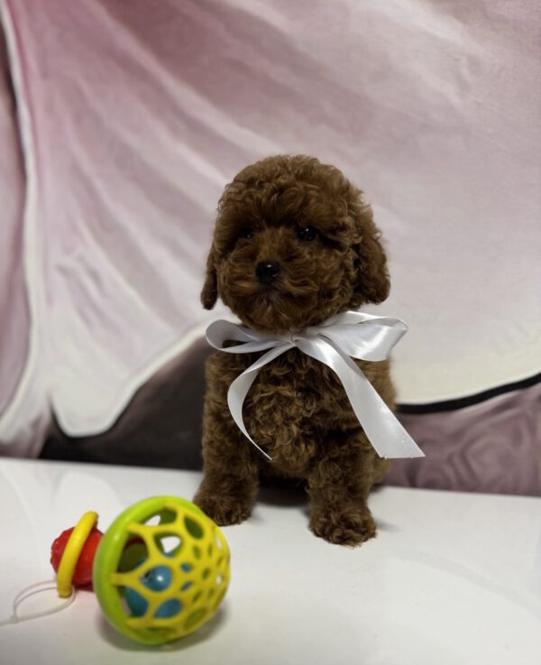 Boniface Toy Poodle Boniface Toy Poodle