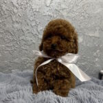 Boniface-male-toy-poodle-puppy-for-sale-1 (2)