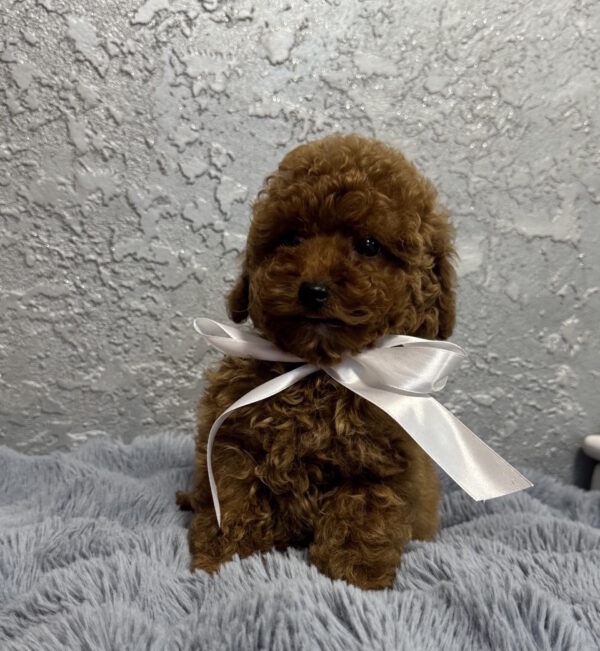 Boniface Toy Poodle Boniface Toy Poodle