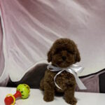 Boniface-male-toy-poodle-puppy-for-sale-1 (3)