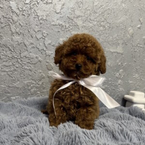 Boniface Toy Poodle Boniface Toy Poodle