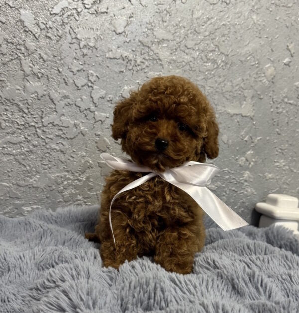 Boniface Toy Poodle Boniface Toy Poodle