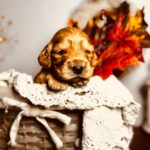 Bourbon-male-english-cocker-spaniel-puppy-for-sale- (1)