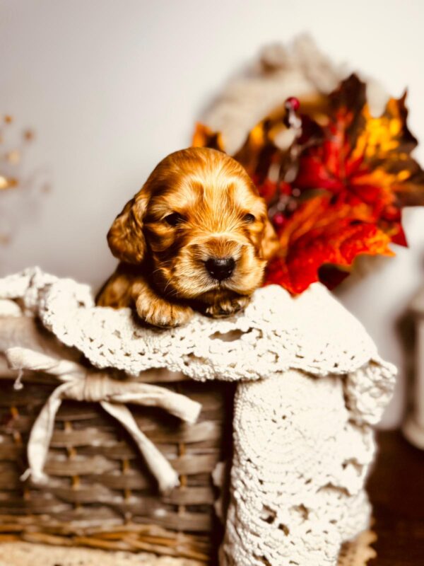 Bourbon English Cocker Spaniel Bourbon English Cocker Spaniel