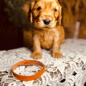 Bourbon English Cocker Spaniel Bourbon English Cocker Spaniel